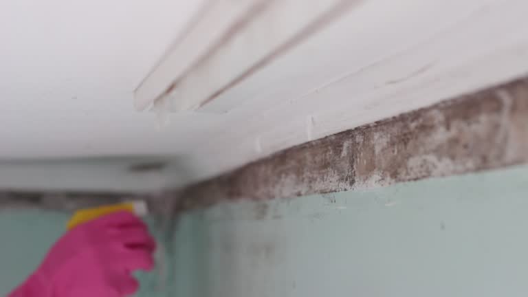 Best Industrial Mold Remediation  in Fruitland, NC